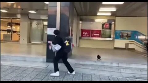 When Crows Attack ..