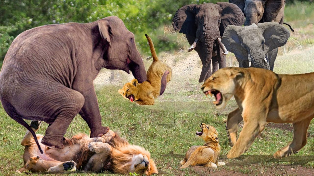 The Elephant Madly Kills The Lions To Avenge The Death Of The Baby Elephant - Lion vs Elephant
