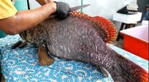 Thai Street Food - GOLIATH GROUPER Cutting Skills Bangkok Thailand