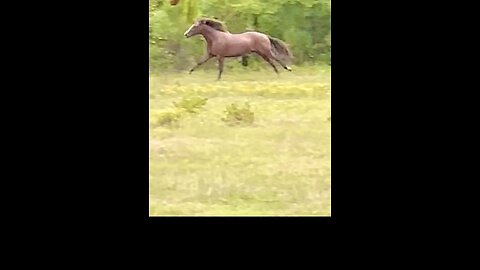 The beauty and gracefulness of a horse running, is like poetry in motion!!🐎🤠❤️.