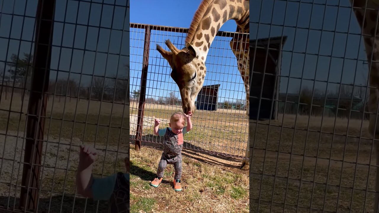 Cute Giraffe Gives Baby Smooches! 🦒💋 | Adorable Animal Moments
