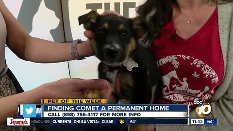 10News Pet of the Week: Comet