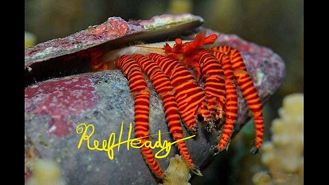 Reef Headz coral shop