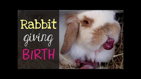 NEVER MISS This Holland Lop Rabbit Giving Birth