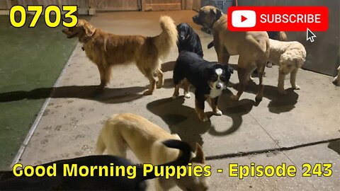 [0703] GOOD MORNING PUPPIES - EPISODE 243 [#dogs #doggos #doggies #puppies #dogdaycare]