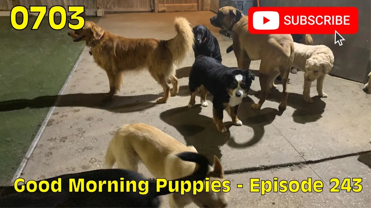 [0703] GOOD MORNING PUPPIES - EPISODE 243 [#dogs #doggos #doggies #puppies #dogdaycare]