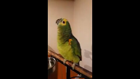 A new singer appeared in the house🥰