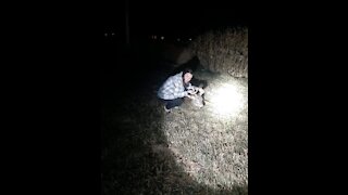 Deer vs Dolly the Dodge