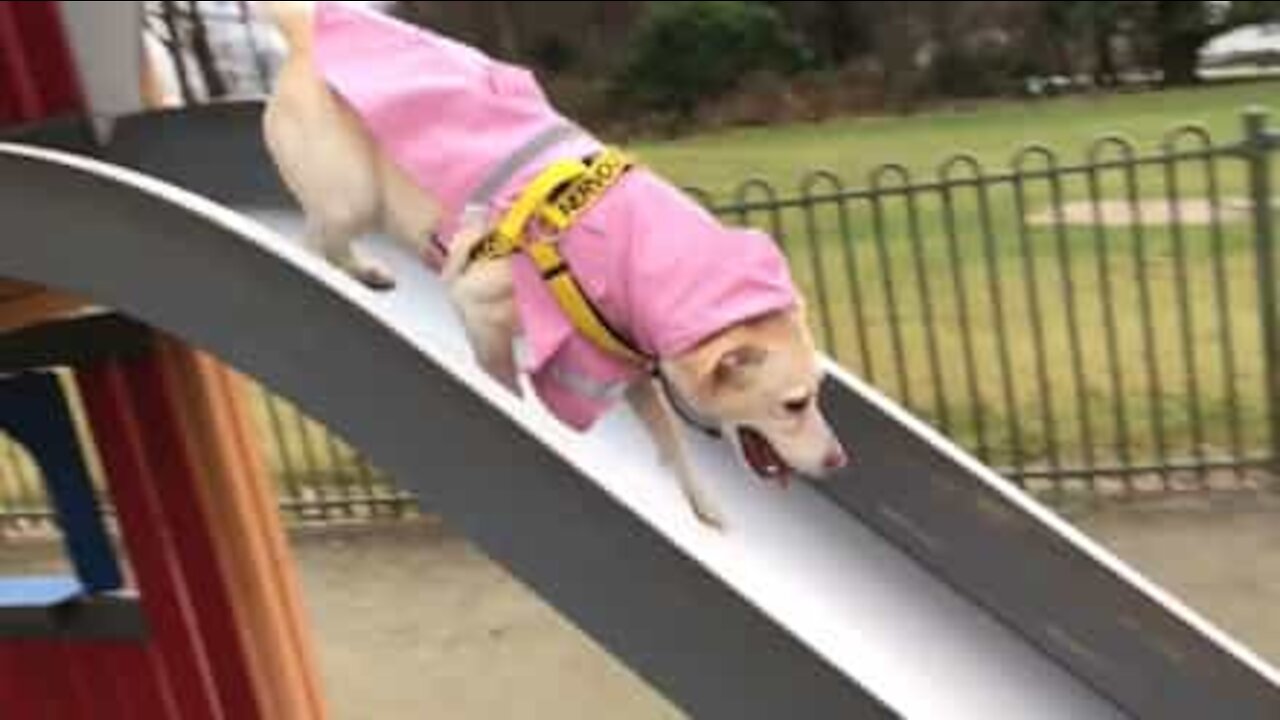 Cagnolina adora lo scivolo!