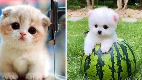 AWW SO CUTE! Cutest baby animals Videos Compilation Cute moment of the Animals - Cutest Animals S#2