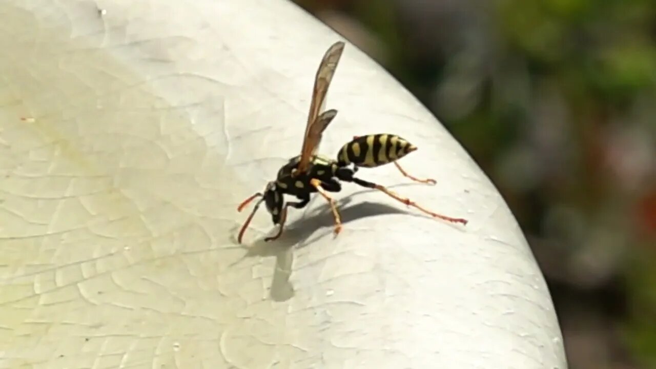 Wasps and Water, everything living thing needs water