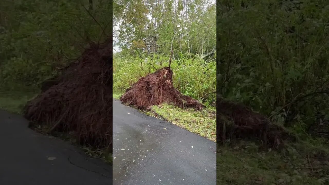 Roots Lifting Up after Hurricane Fiona