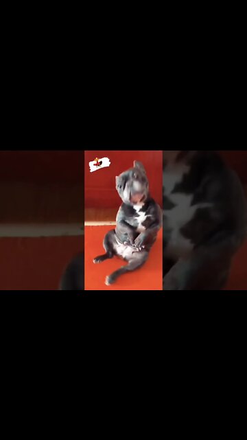 Let me show y’all what real puppy dance is 💃 #shorts #shortsfeed #clips #shortvideo