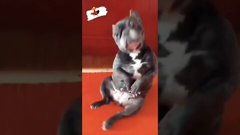 Let me show y’all what real puppy dance is 💃 #shorts #shortsfeed #clips #shortvideo