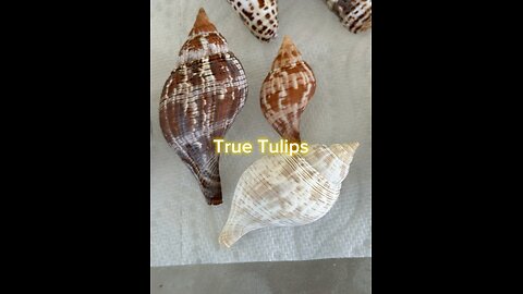 Beach Finds Identification