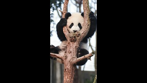 Cute baby animals Videos Compilation cute moment of the animals - Cutest Animals On Earth #60