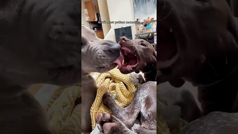 Unleashed Laughter: Must-See Hilarious Animal Moments! #FunnyAnimals #CatLovers #ViralVideos