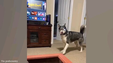funny animals