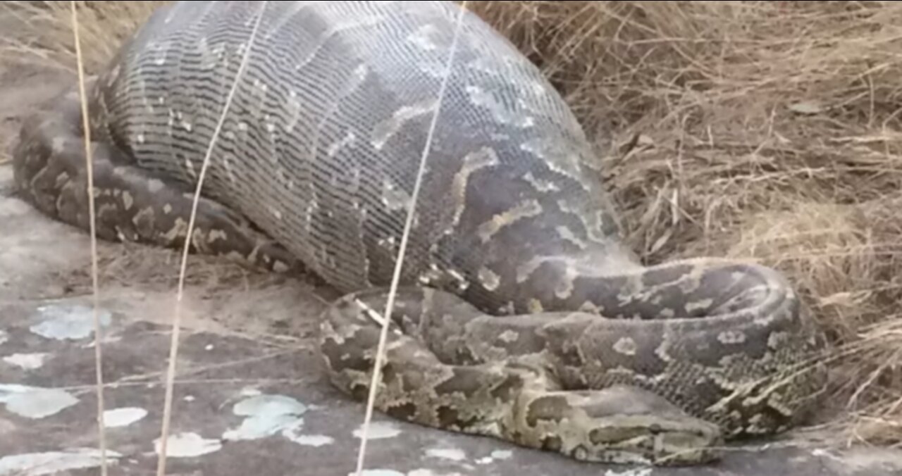Giant Anaconda World's longest snake found in Amazon River