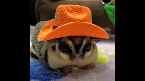 SUGAR GLIDERS Flying - Funny & Cute Compilation