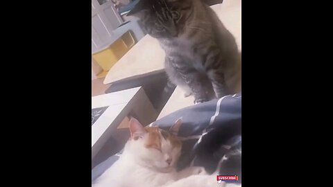 Very funny cat slapping🤣 trending video