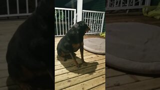 Rottweiler What's Wrong? 💖 #rottweiler #shorts