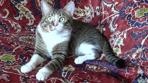 Fluffy Cat Sits on the Couch