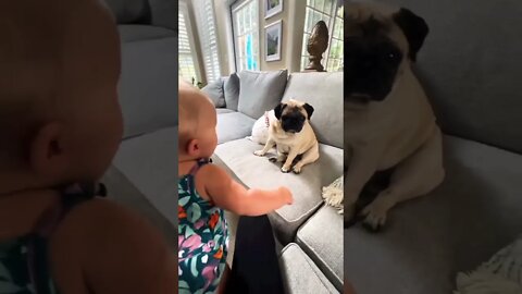How cute Baby with pug❤️❤️❤️ . #shorts #pugs #puglife #puppylove #dogsoftwitter