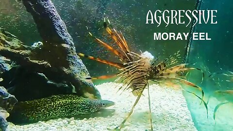 Moray Eel Attack Octopus _Lion Fish | Aggressive Moray Eel |