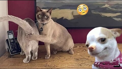 Funny top crazy Animals😂
