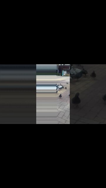 os pombos na praca pt2 #shorts