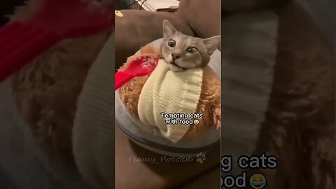 Funniest Cats In The World #FunnyPets #FunnyShorts