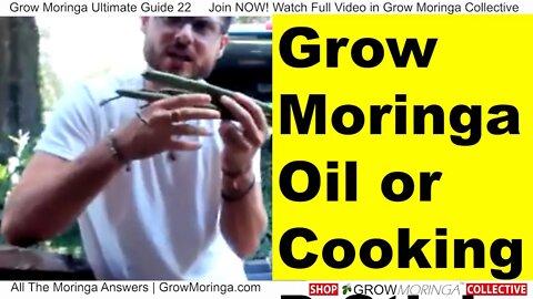 Grow Moringa for Cooking Drumsticks Highly Nutritional and Most Valuable Part of The Tree is Seedpod