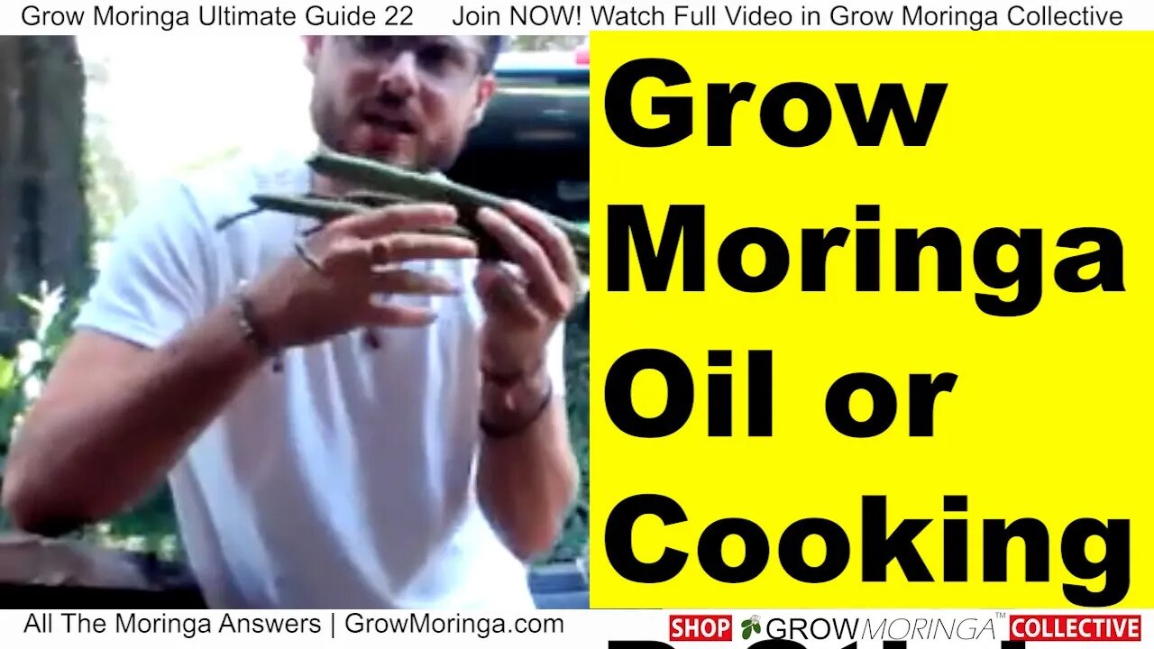 Grow Moringa for Cooking Drumsticks Highly Nutritional and Most Valuable Part of The Tree is Seedpod