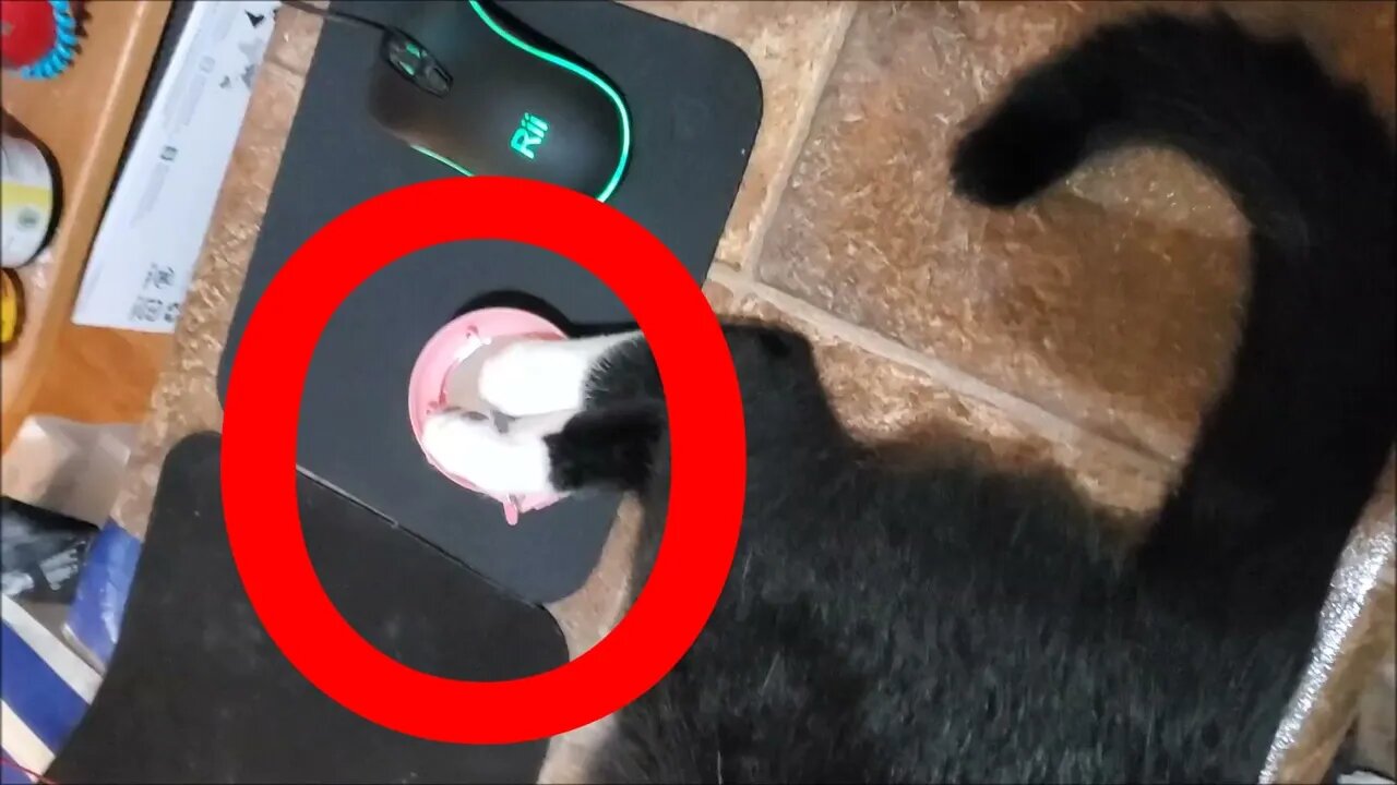 Cat Sleeps with 2 Back Feet in Tiny Toy Umbrella