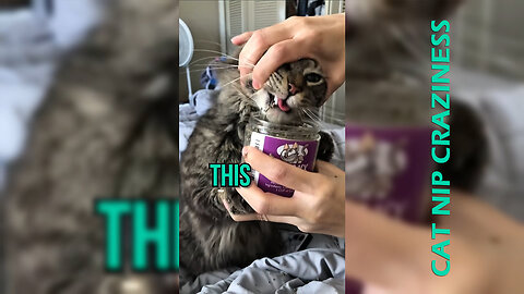 Cat Eating Fruits 🤣😅😁Cat Nip Craziness