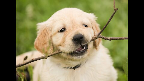Know How To Make Dog Become Fully Aggressive With Few Simple Tips