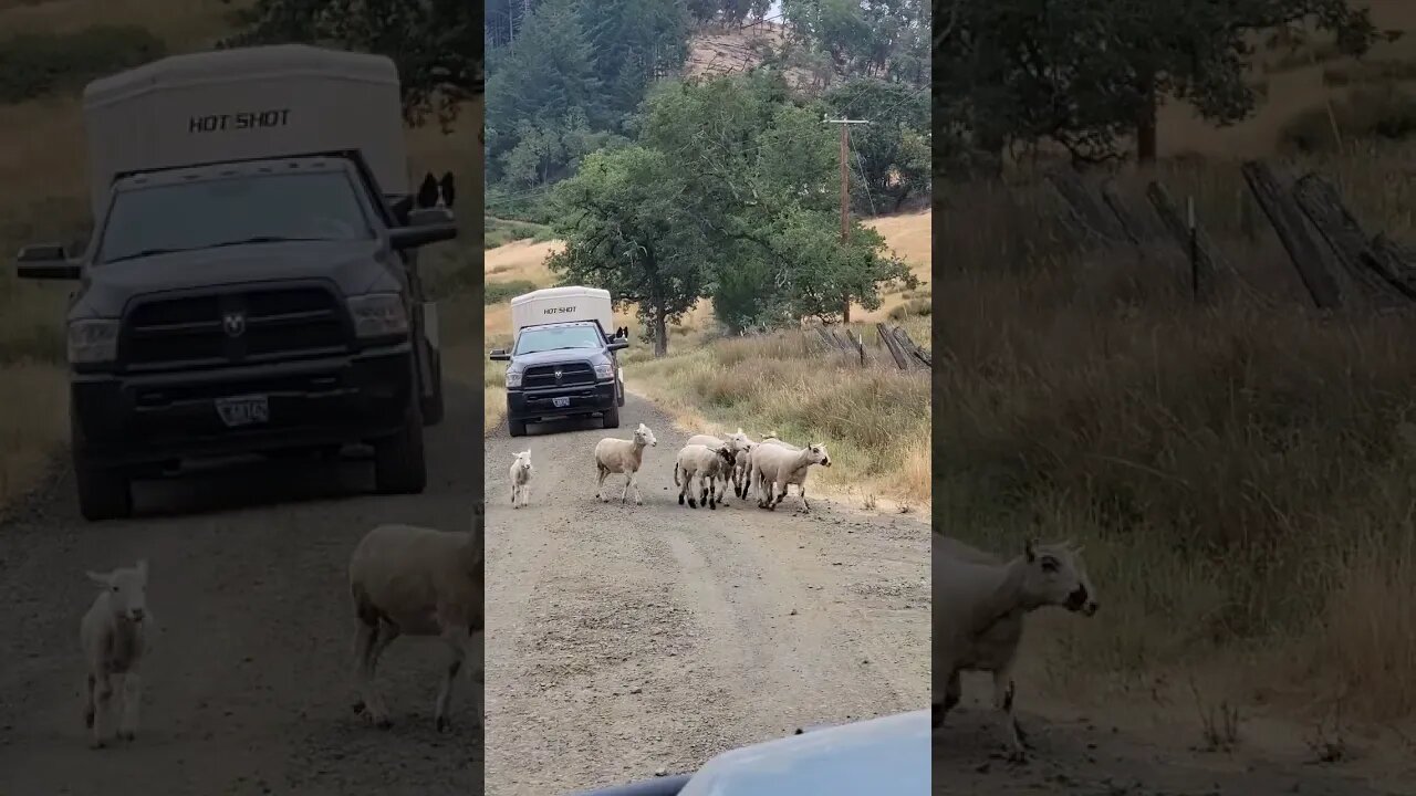 chasing lambs #shearing #sheephusbandry #lambs #lamborghini #sheep #sheepfarming #ranch #ranchlife