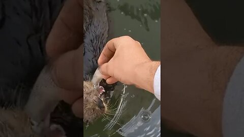 Just a chill otter 🦦