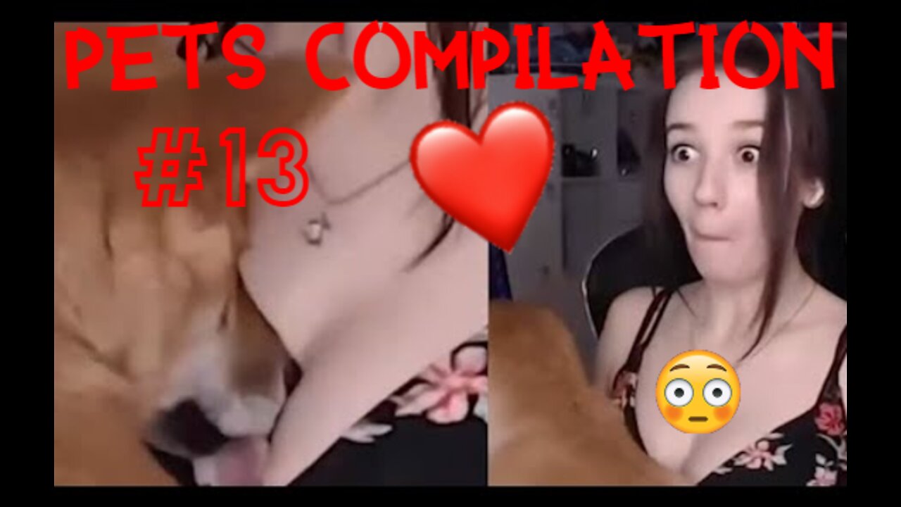 Funny Animals & Pets Compilation #13 - FunnyPetsVid