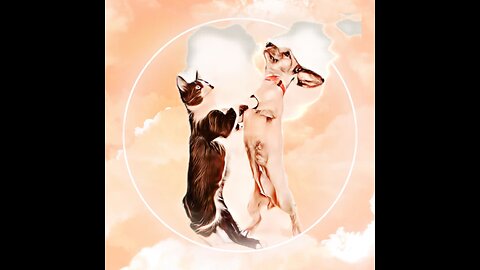 Funny Dog & Cat Dancing