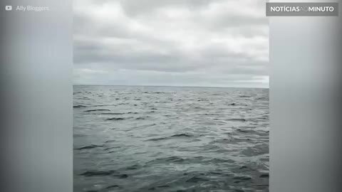 Baleia realiza salto espetacular no Canadá