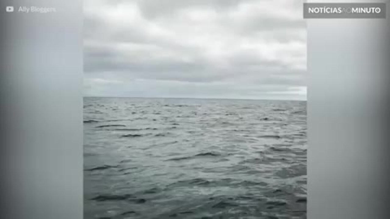 Baleia realiza salto espetacular no Canadá