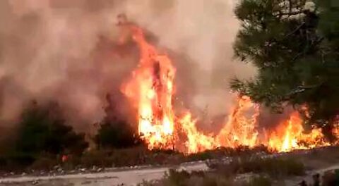 Forest fires in Syria