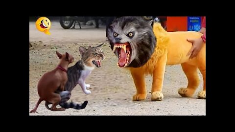 Troll Prank Dog Funny & fake Lion and Fake Tiger Prank To dog ,Huge Box PrankTroll