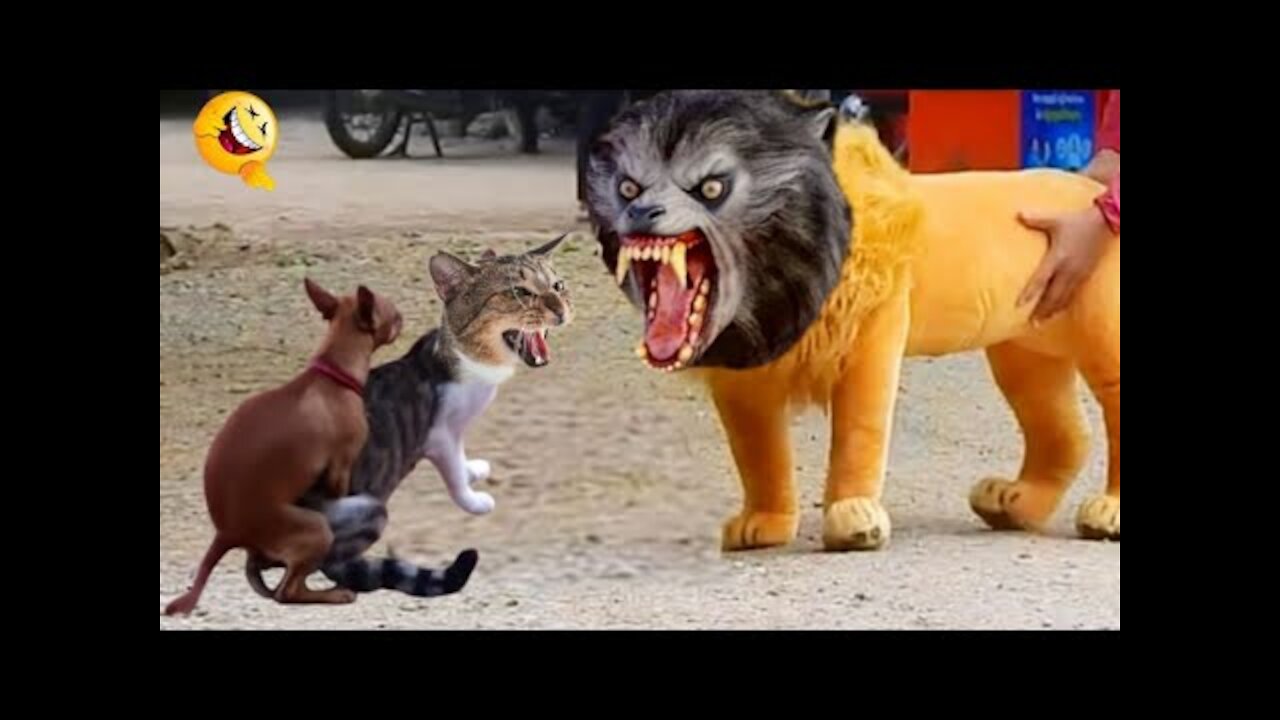 Troll Prank Dog Funny & fake Lion and Fake Tiger Prank To dog ,Huge Box PrankTroll