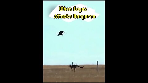 When The Eagle Tries To Attack The Kangaroo #shorts