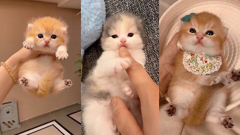 cute pet kitty cat #1 #cutecat #cutepet #cute #cat #catlovers #funnykitty
