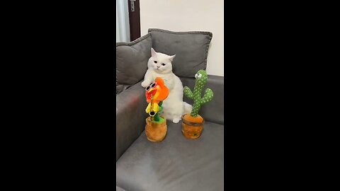 Funny cat video🤪🤪😜😜😜cats nd music