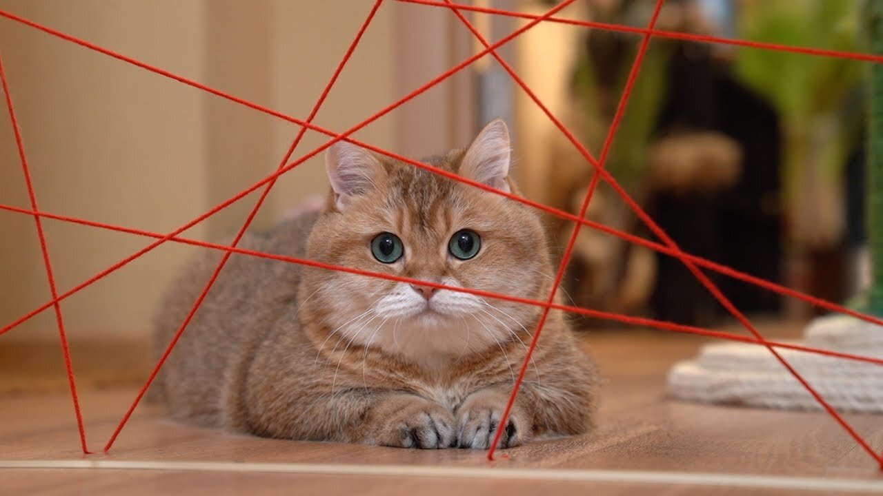 MISSION IMPOSSIBLE 5 CAT 2021